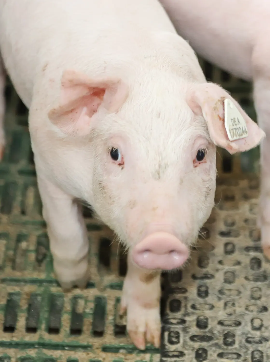 Schweine von Landwirtschaft - Martin Maierhofer