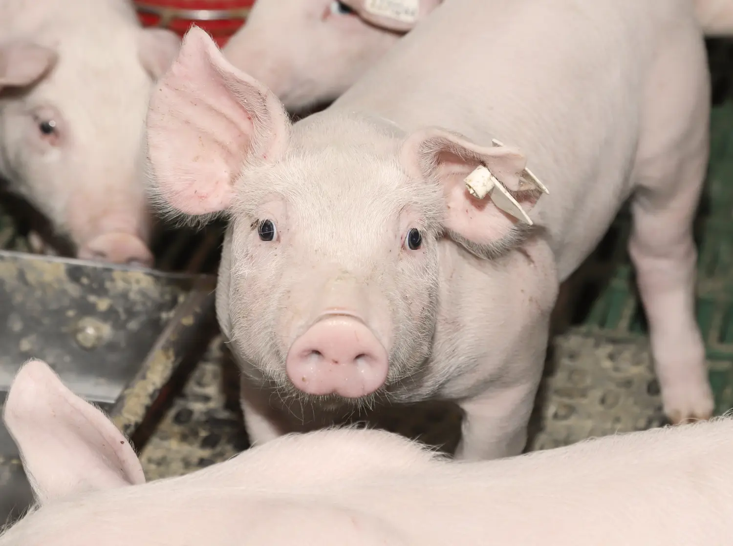 Schweine von Landwirtschaft - Martin Maierhofer