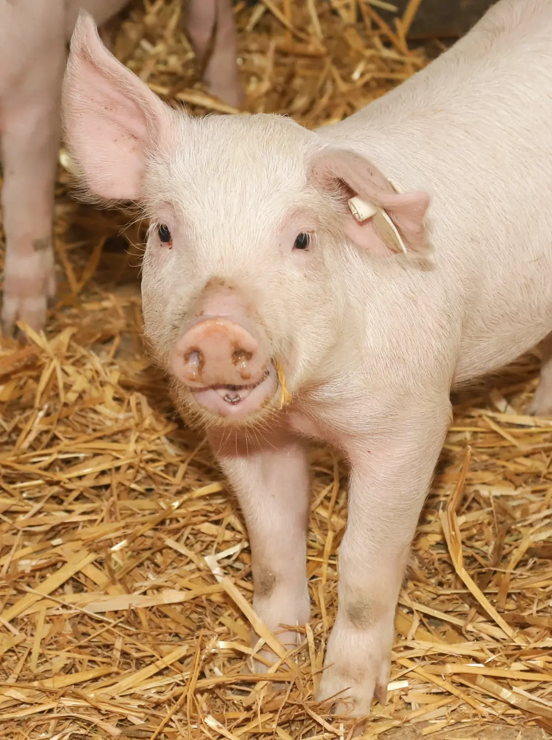 Schweine von Landwirtschaft - Martin Maierhofer