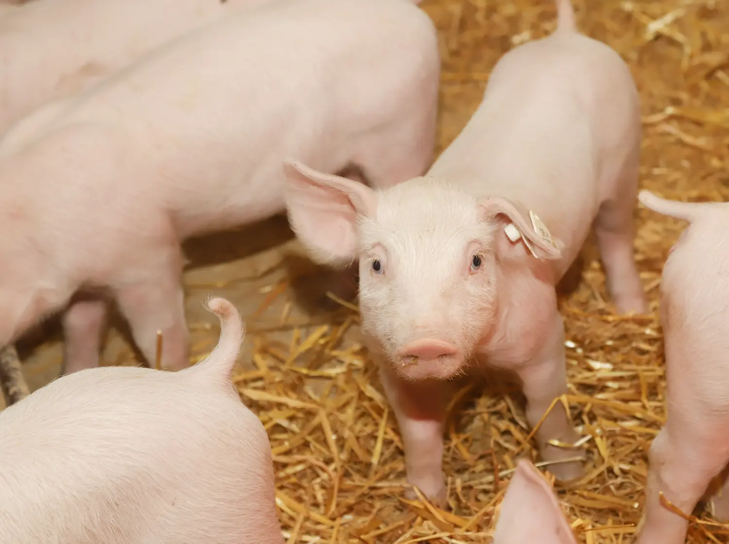 Schweine von Landwirtschaft - Martin Maierhofer
