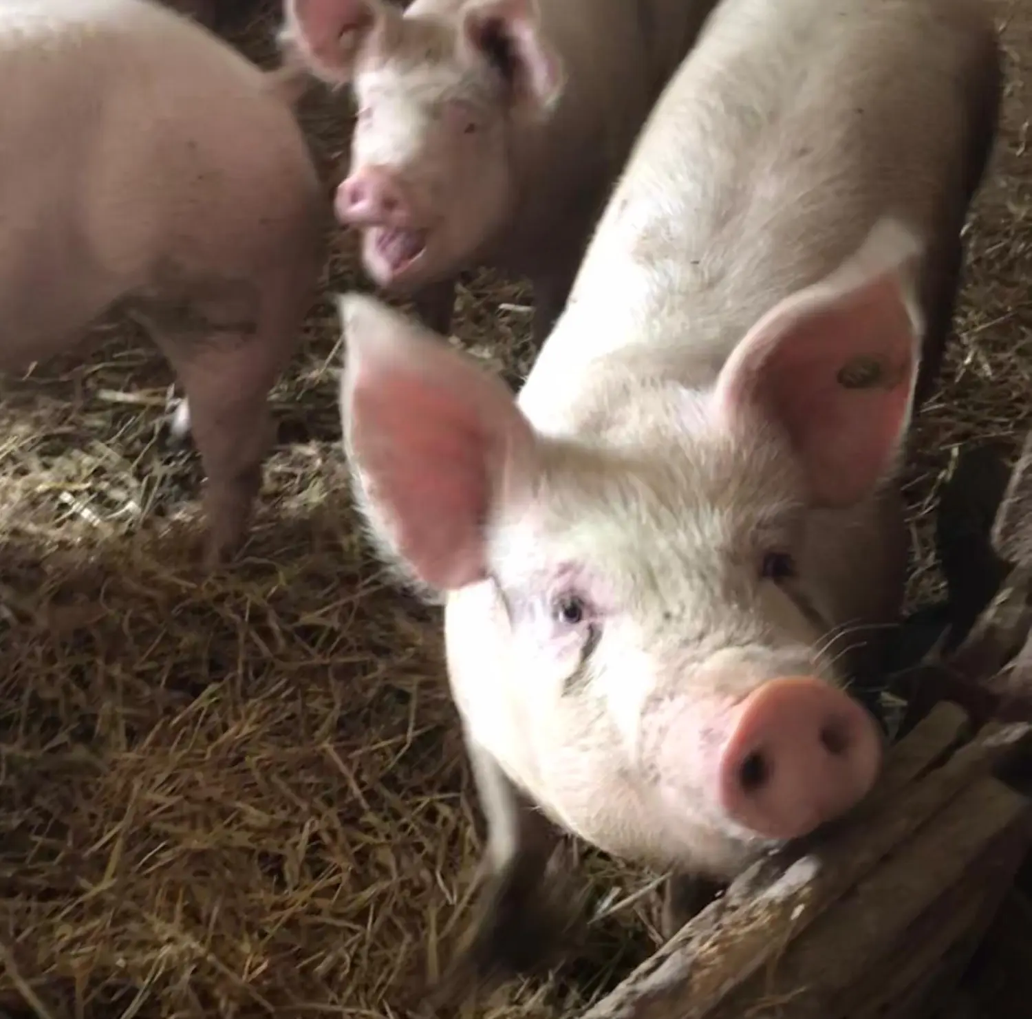 Schweine von Landwirtschaft - Martin Maierhofer