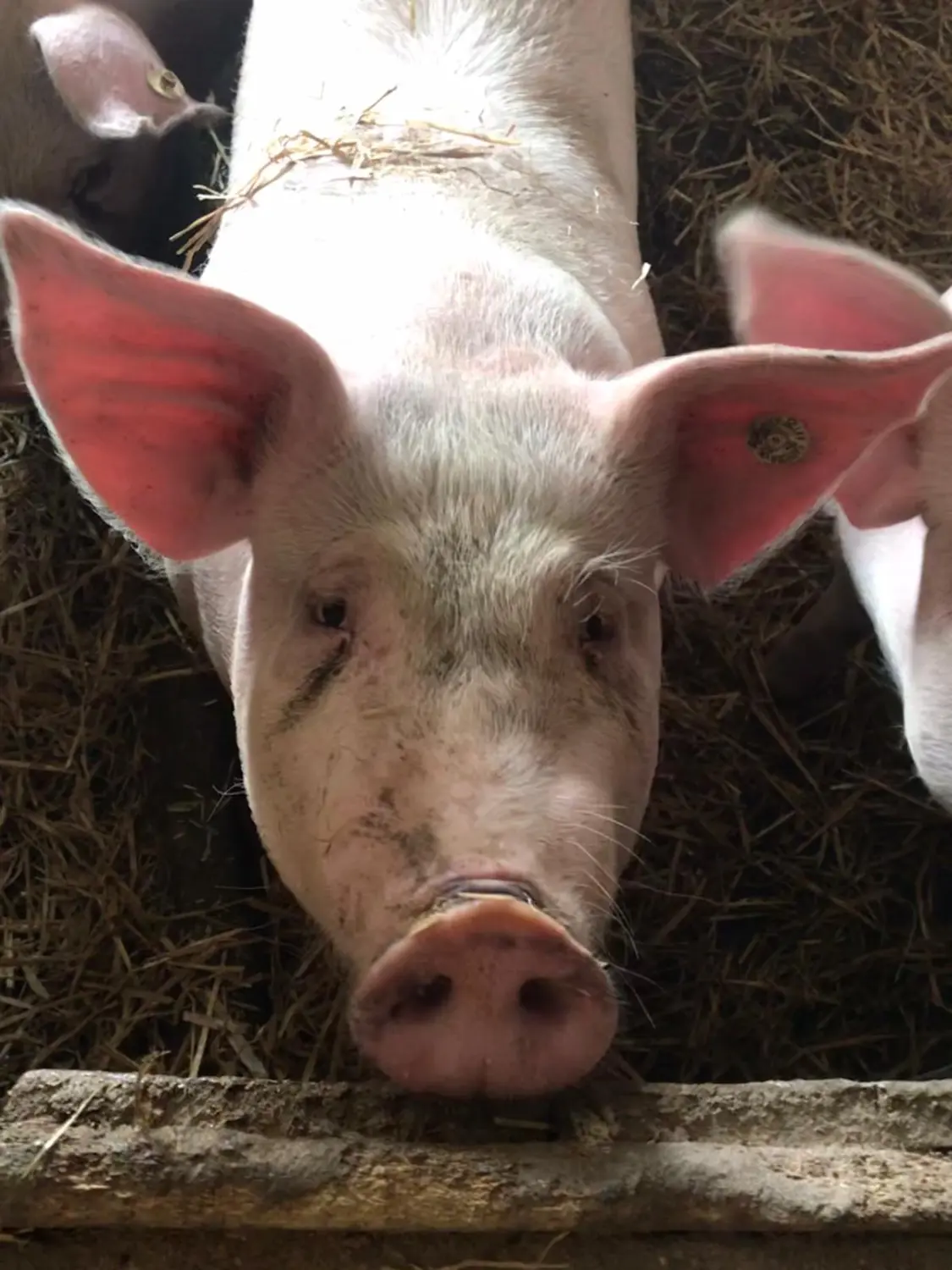Schweine von Landwirtschaft - Martin Maierhofer