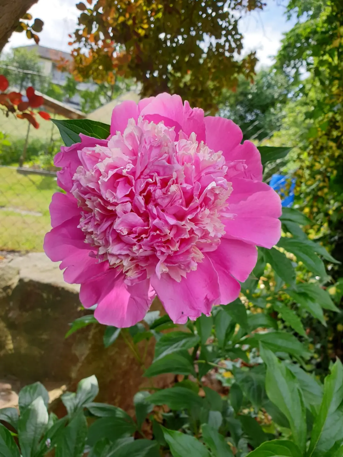 Blume auf dem Bauernhof von Landwirtschaft - Martin Maierhofer