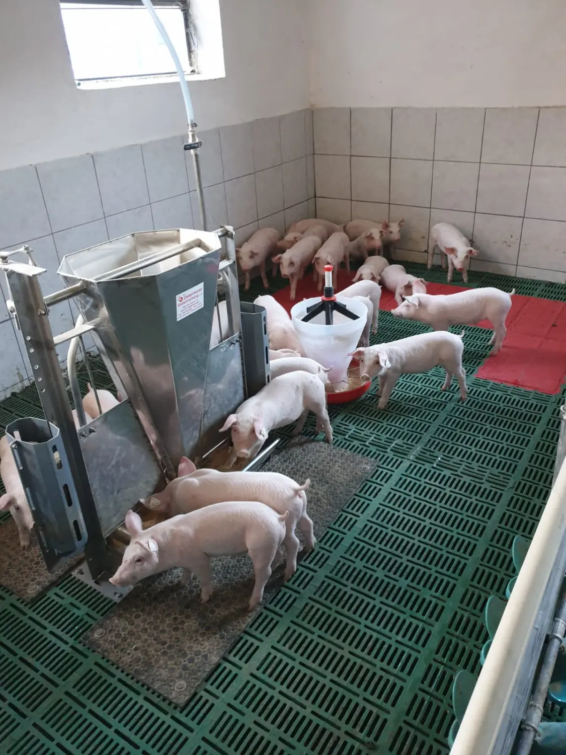 Schweine von Landwirtschaft - Martin Maierhofer